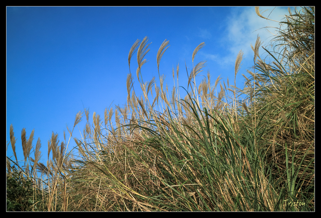 IMG_0431.jpg - 20151107 富士坪古道