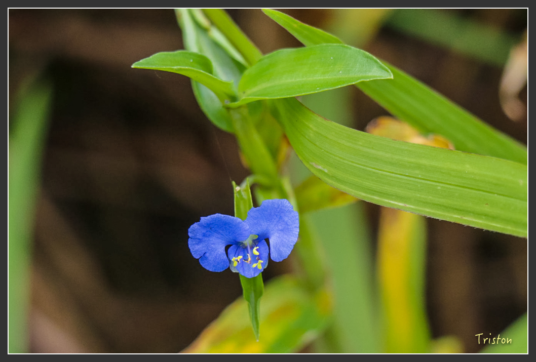 IMG_1290-2.jpg - 20160122 南仁湖、墾丁