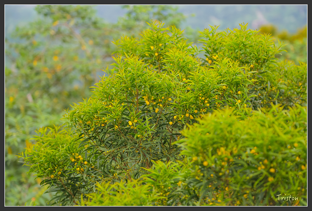 JH1A8742.jpg - 20160426 銅鑼天空步道、天空之城、荷苞山