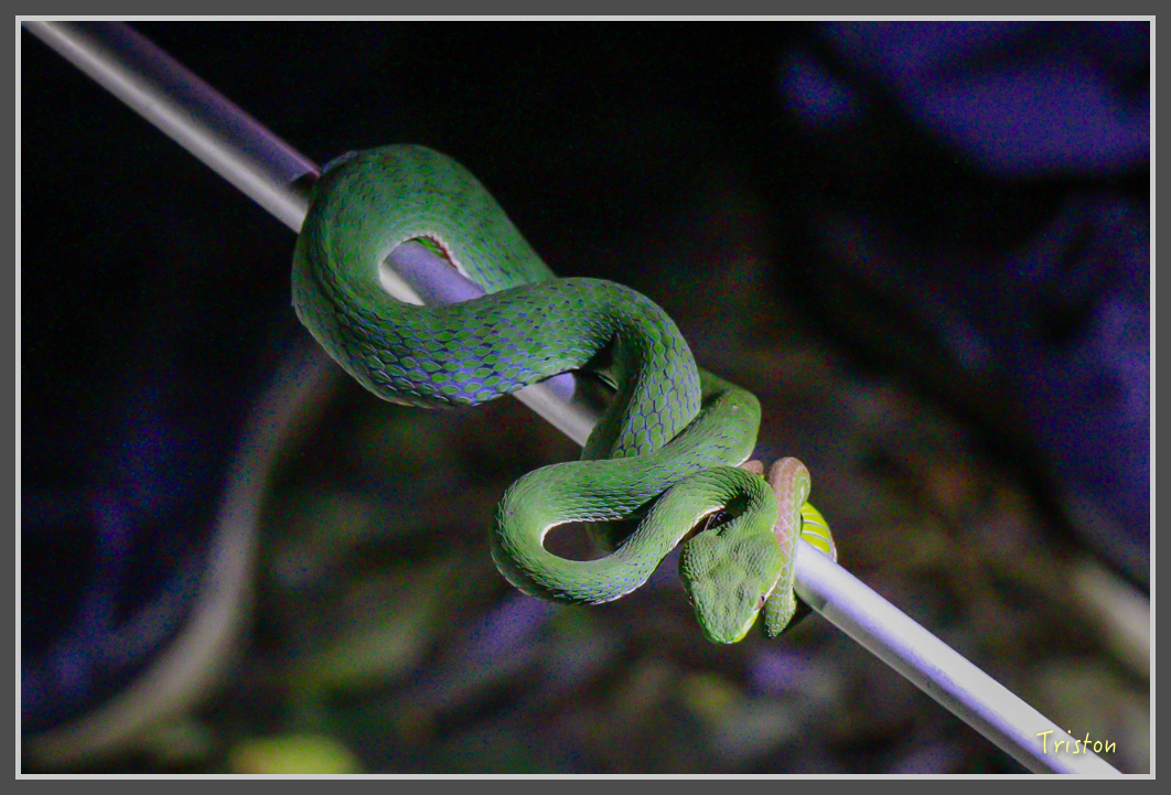 _MG_9330.jpg - 20160717 峰老師夜觀