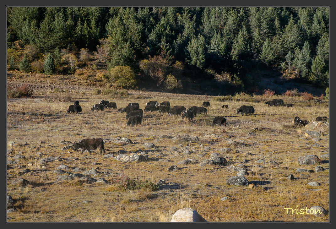 _MG_2469.jpg - 20161013 稻城亞丁
