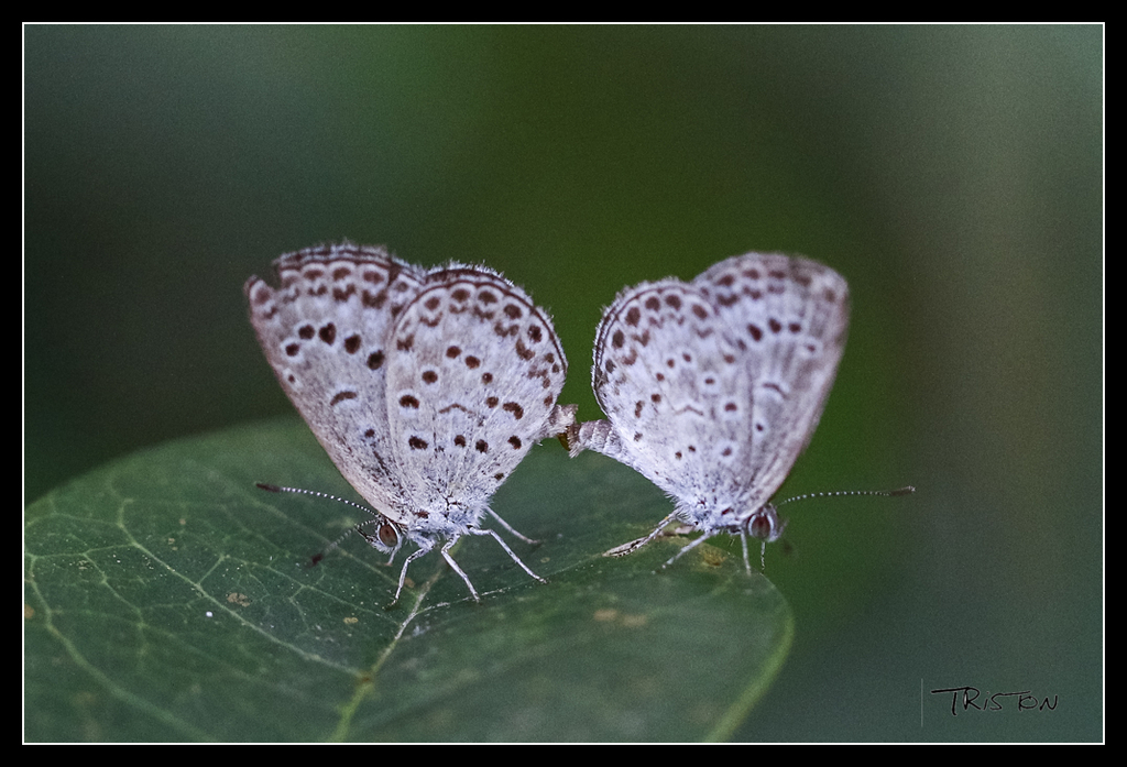 _MG_0179.jpg - 20170618 新化後山昆蟲微距