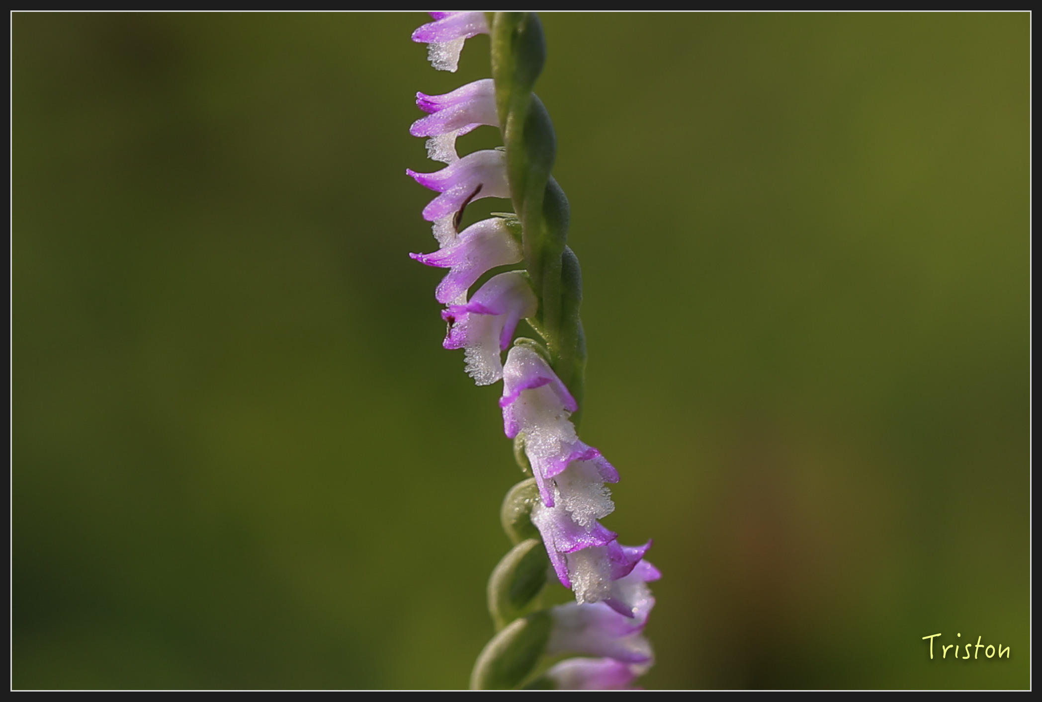 _h1a2010_25968495607_x.jpg - 20180316 巴克禮公園 綬草