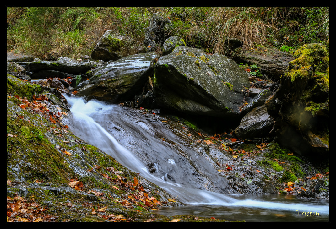 JH1A1017.jpg - 20151205 合歡溪步道、108K楓之谷