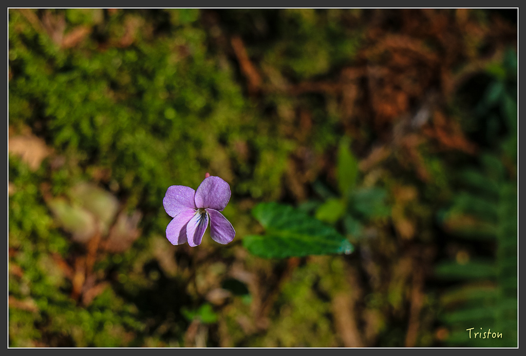 IMG_4846.jpg - 20160323 日本熊野古道健行