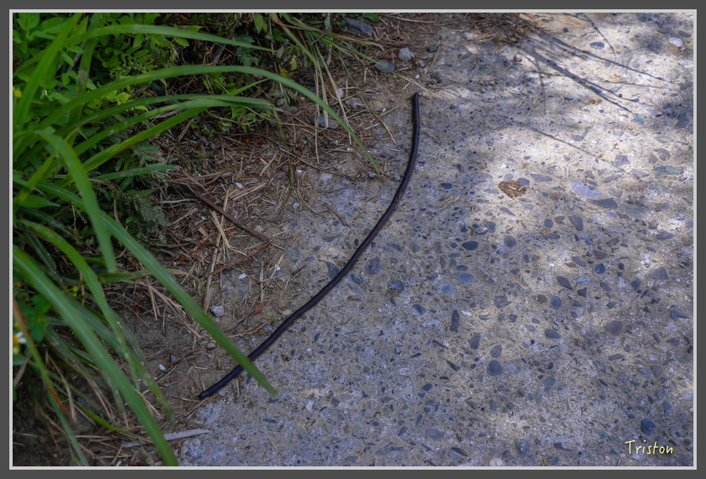 IMG-464.jpg - 20160821 中橫花東之旅