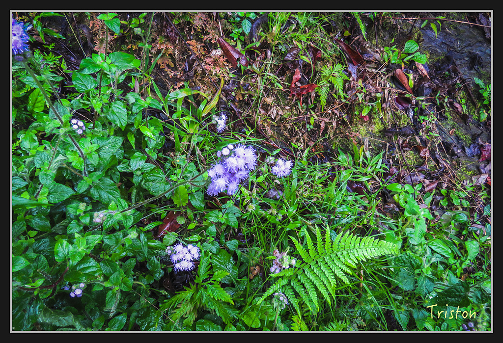 2017-02-27 10.04.56 下午 IMG_1254.jpg - 20170225 玉里瓦拉米