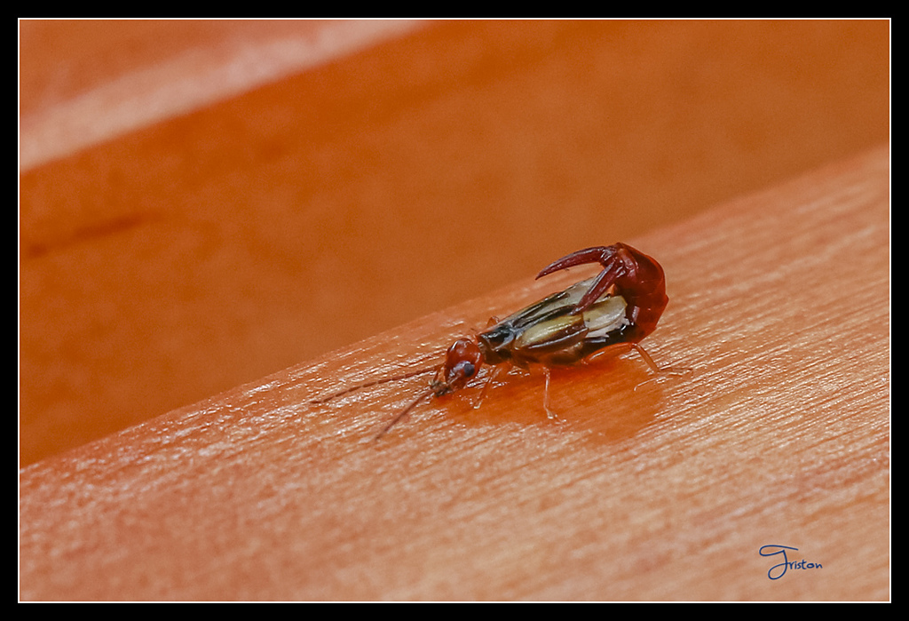 _MG_0077.jpg - 20170429 關仔嶺雞籠山