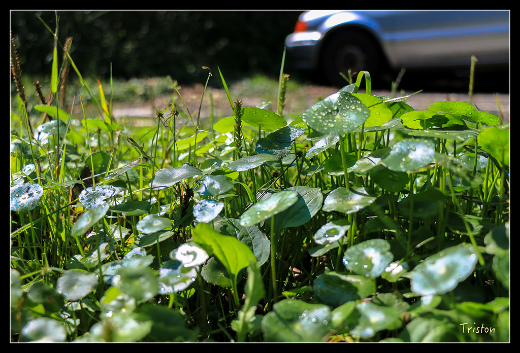 IMG_8277.jpg - 20150926 大凍山切霹靂山 抵龍雲山莊
