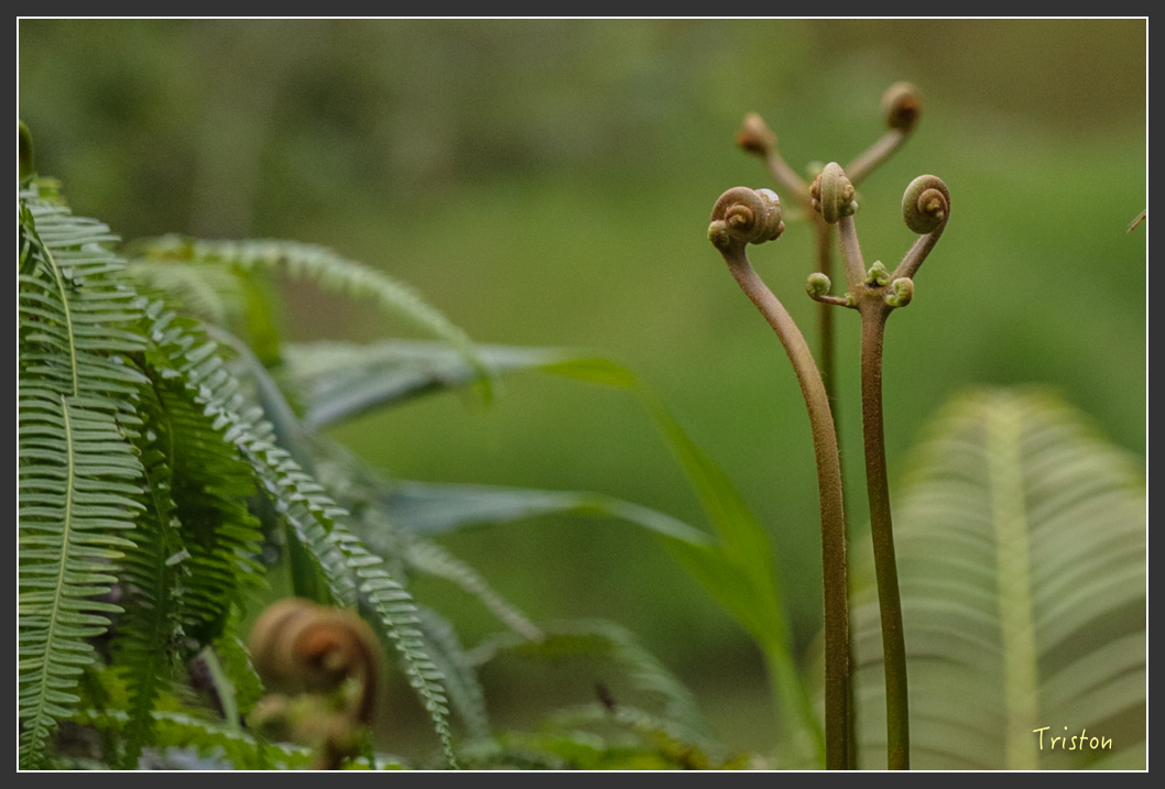 IMG_1431-2.jpg - 20160122 南仁湖、墾丁