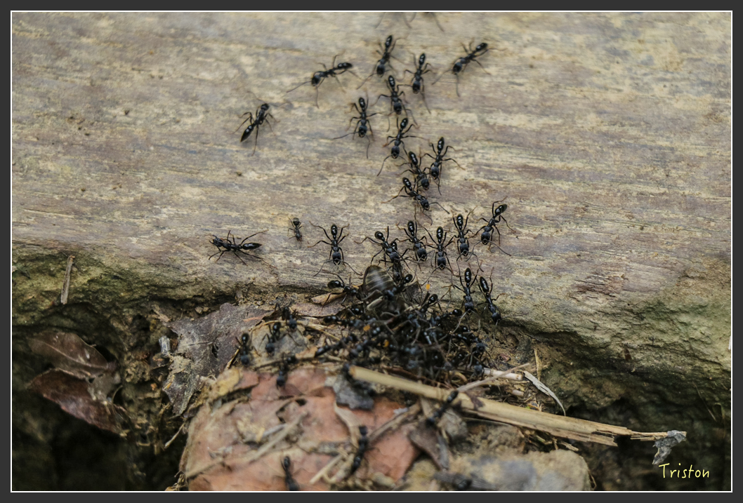 IMG_1311-2.jpg - 20160122 南仁湖、墾丁