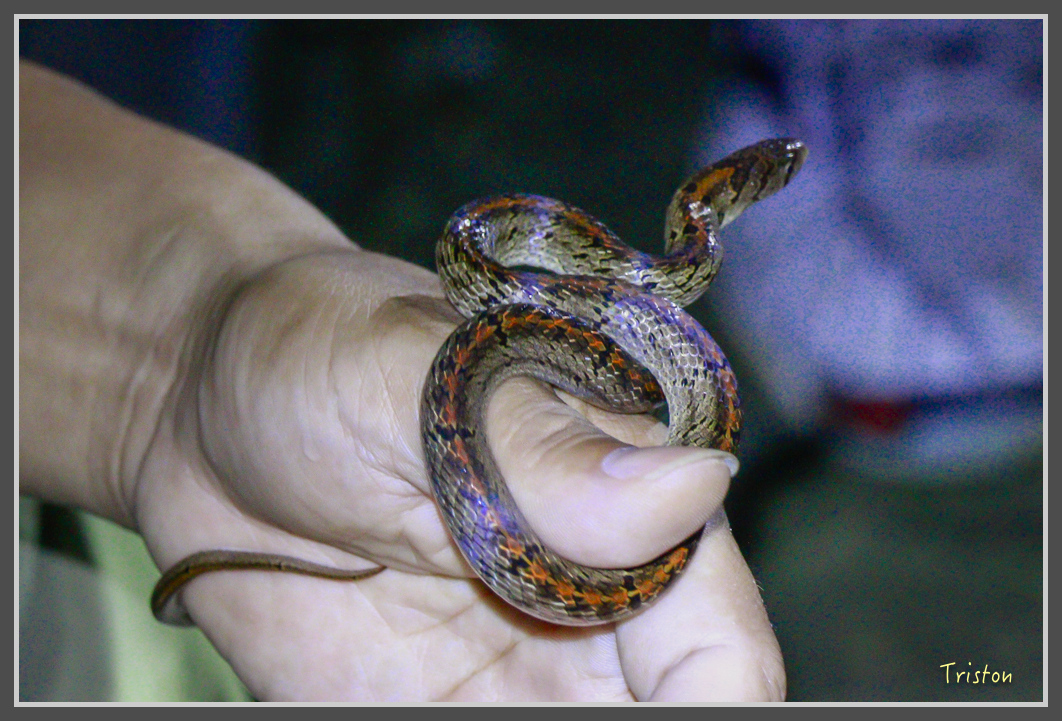 _MG_9364.jpg - 20160717 峰老師夜觀