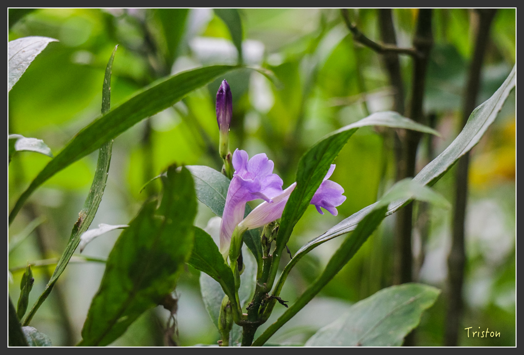 IMG_1317-2.jpg - 20160122 南仁湖、墾丁