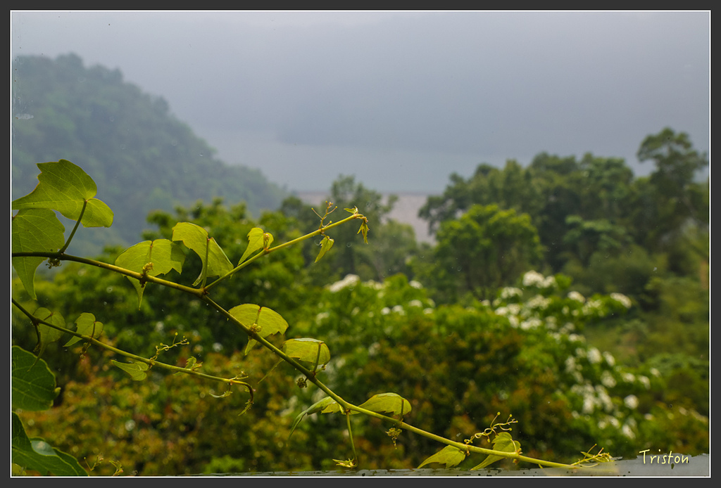 JH1A8777.jpg - 20160426 銅鑼天空步道、天空之城、荷苞山