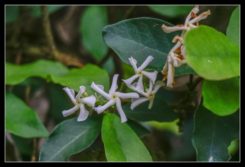 _MG_0117.jpg - 20170429 關仔嶺雞籠山