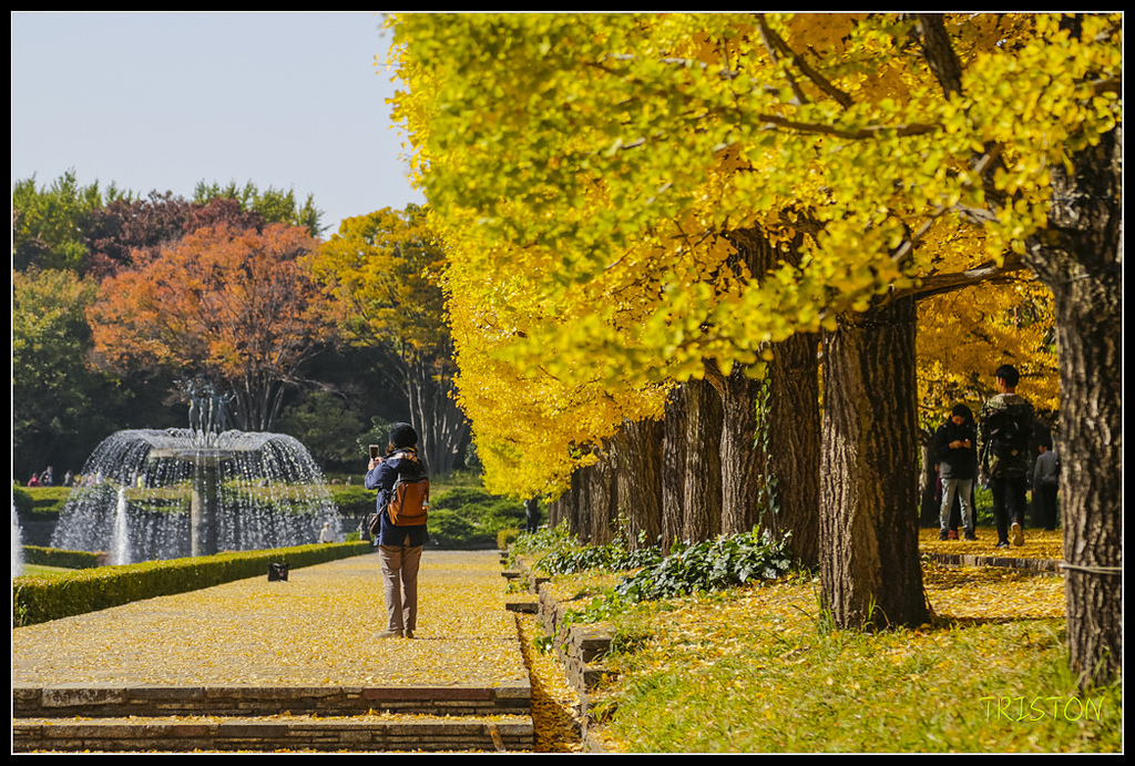 _H1A1823.jpg - 20171103 日本只見線、會津若松五色沼、昭和記念公園賞紅葉