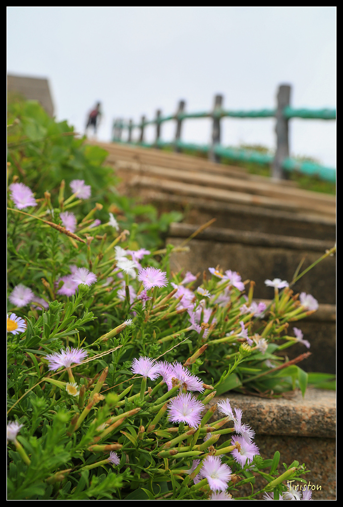 JH1A8559.jpg - 20150814 馬祖之旅