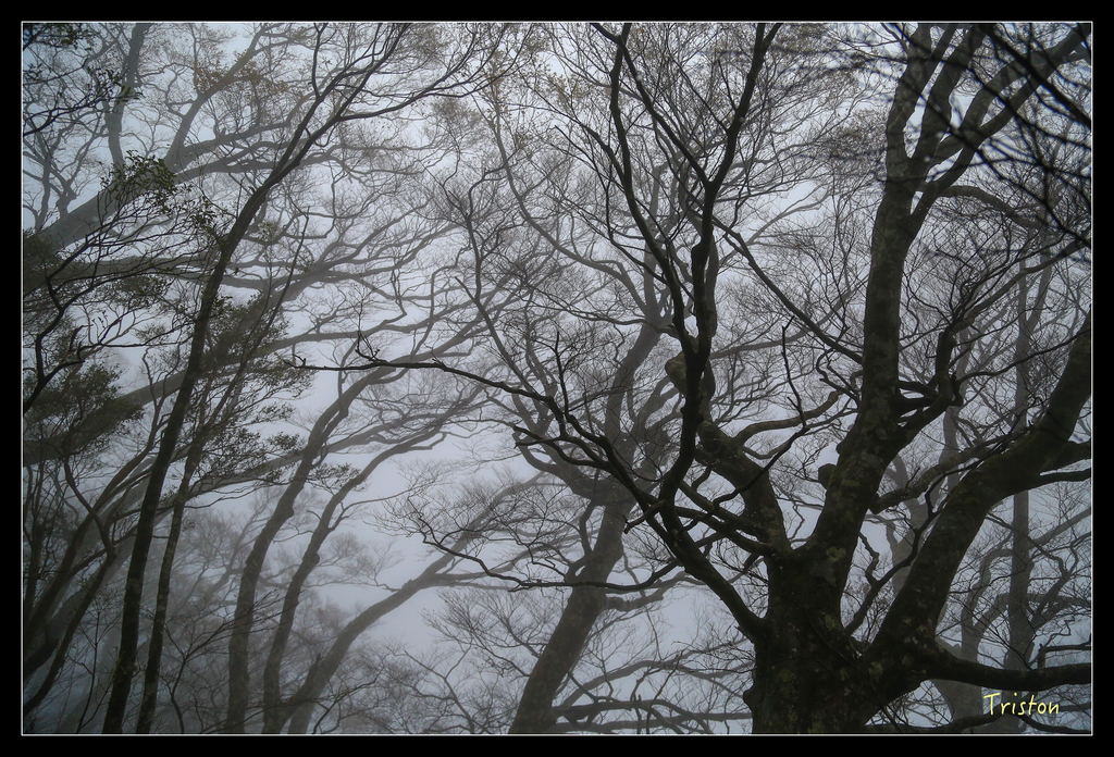 JH1A0180.jpg - 20151024~25 幾米公園、翠峰湖、翠峰山屋、望洋山步道、山毛櫸步道