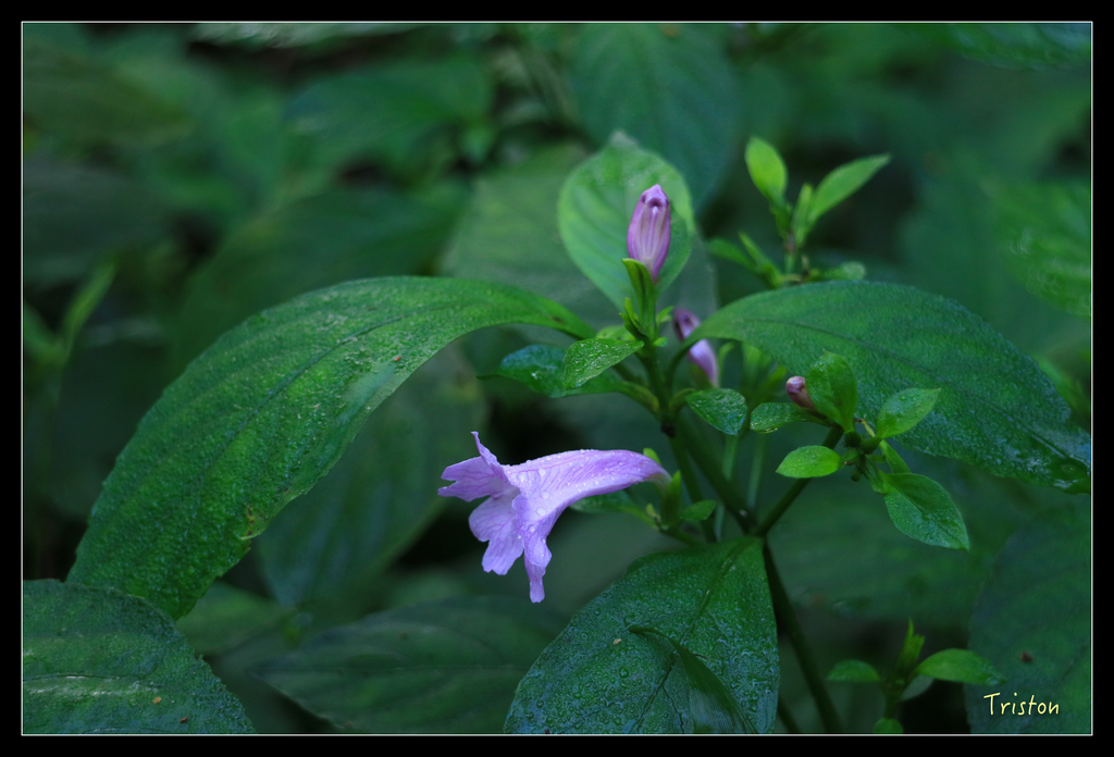 IMG_0541.jpg - 20151107 富士坪古道