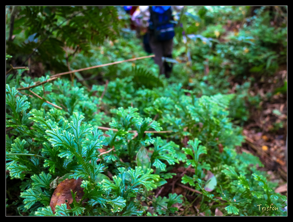 IMG_0576.jpg - 20151107 富士坪古道