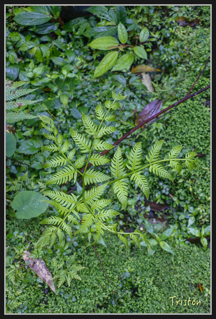 2017-02-27 10.03.53 下午 _MG_0447.jpg - 20170225 玉里瓦拉米