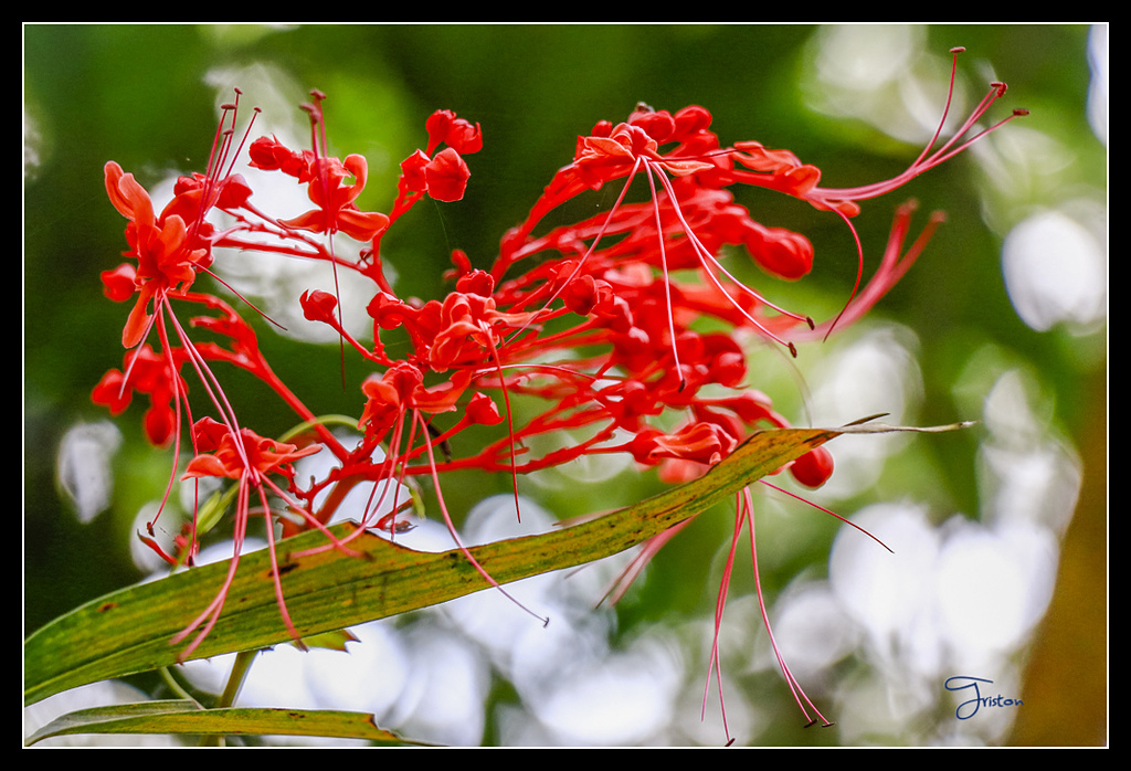 _MG_0127.jpg - 20170429 關仔嶺雞籠山