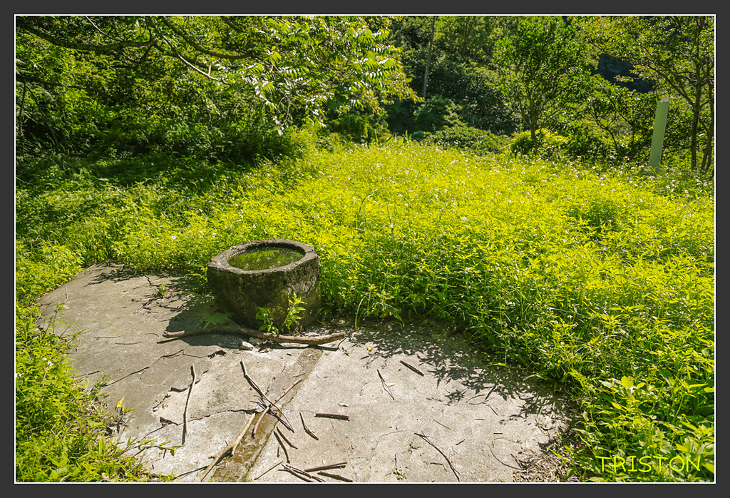 _H1A6313.jpg - 20170901 戀戀台九線