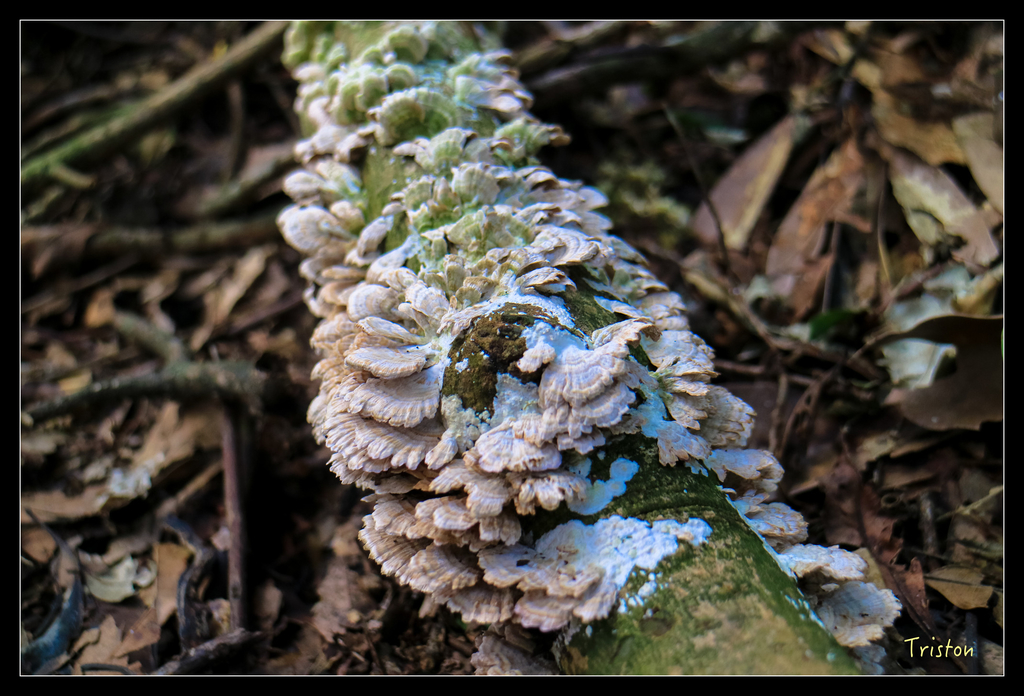 IMG_0543.jpg - 20151107 富士坪古道