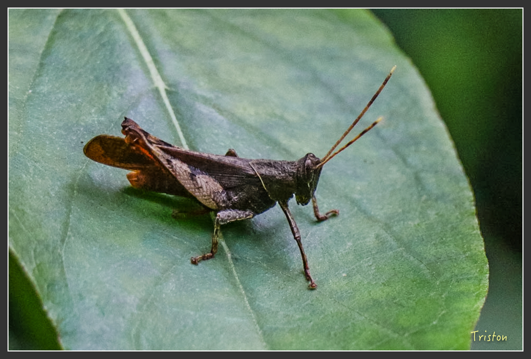 IMG_1354-2.jpg - 20160122 南仁湖、墾丁