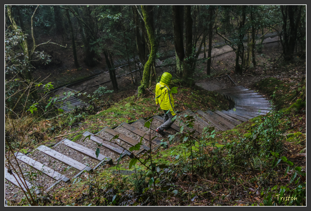 IMG_3263.jpg - 20160227 觀霧森林步道