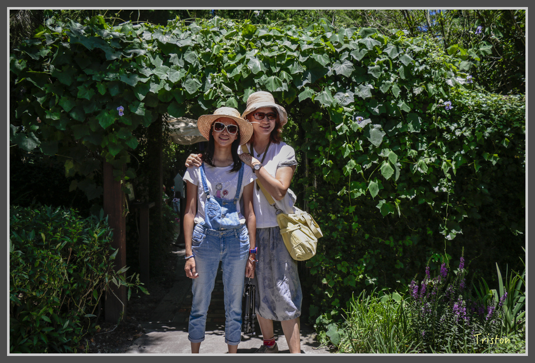 _MG_8843.jpg - 20160712 苗栗薰衣草森林