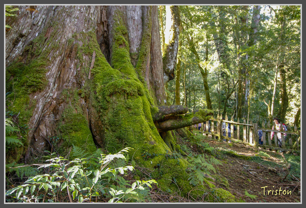 _MG_0324.jpg - 20161203 鎮西堡