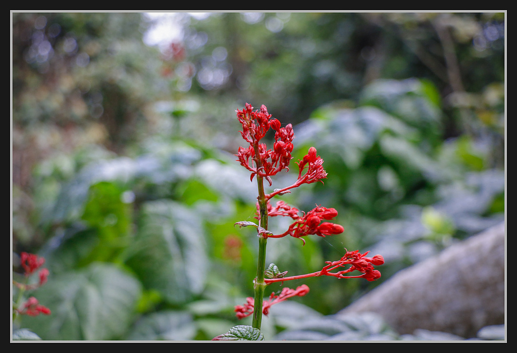 _MG_0073.jpg - 20170205 柴山盤榕雅座路線