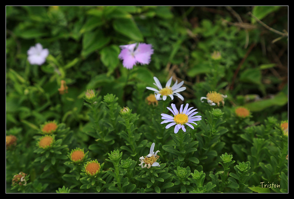 JH1A8474.jpg - 20150814 馬祖之旅