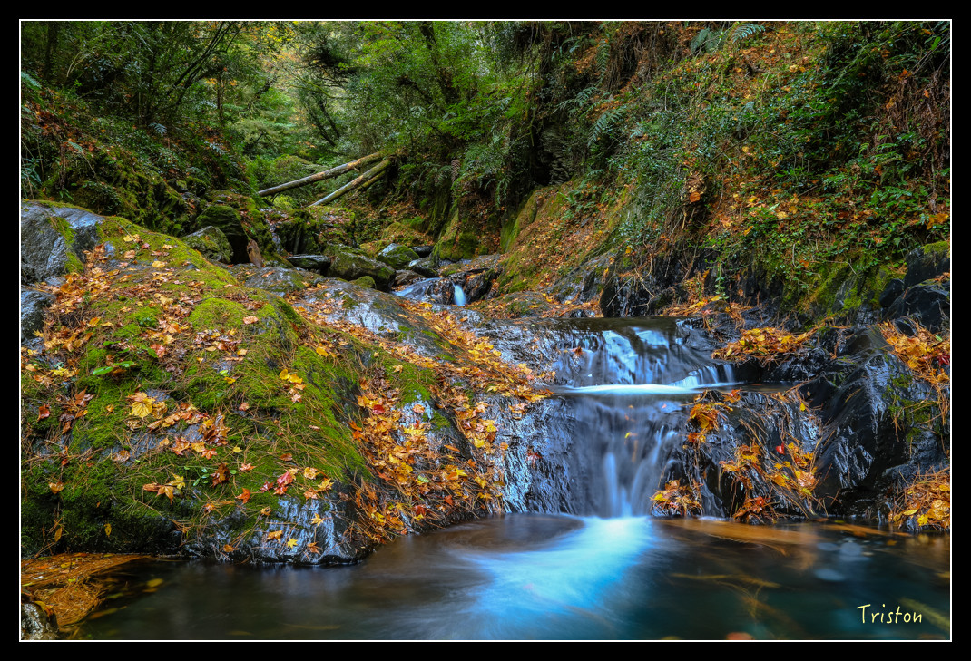 JH1A1037.jpg - 20151205 合歡溪步道、108K楓之谷