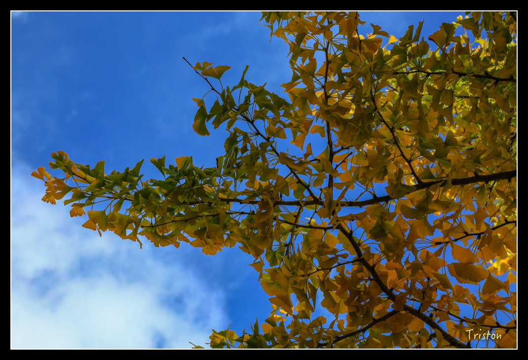 JH1A0997.jpg - 20151205 合歡溪步道、108K楓之谷