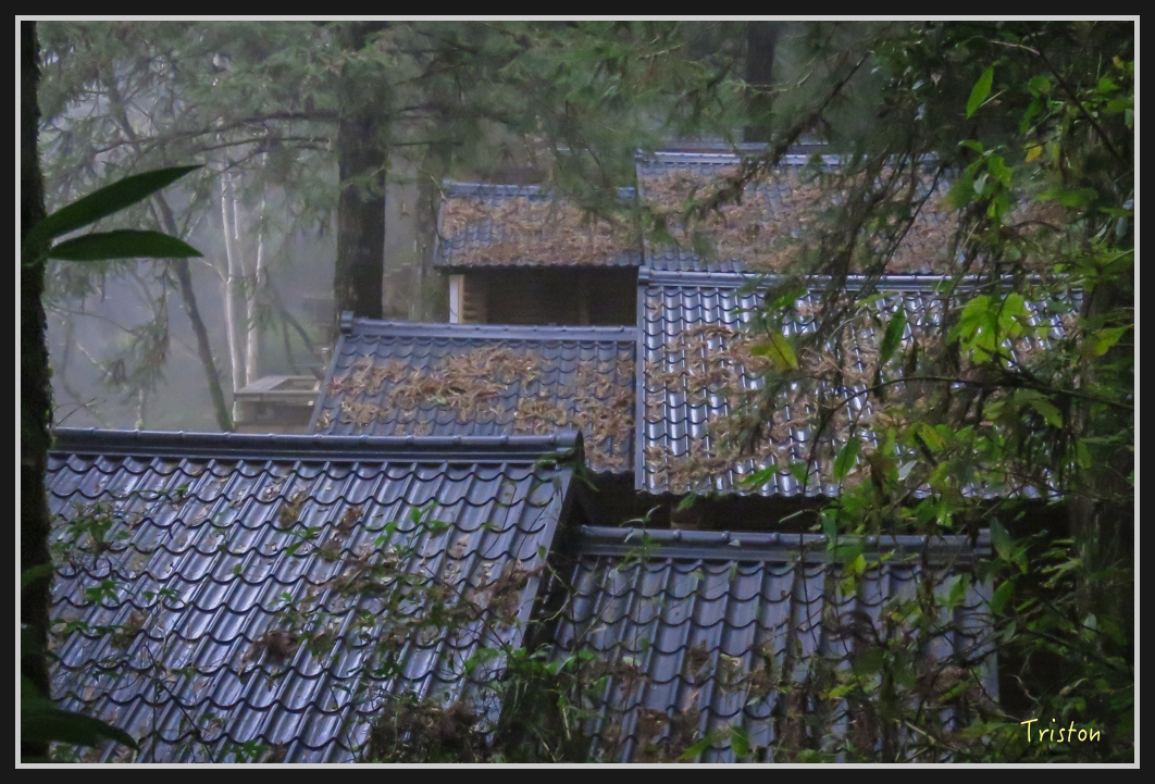 0050.jpg - 20161231 明池 神木園