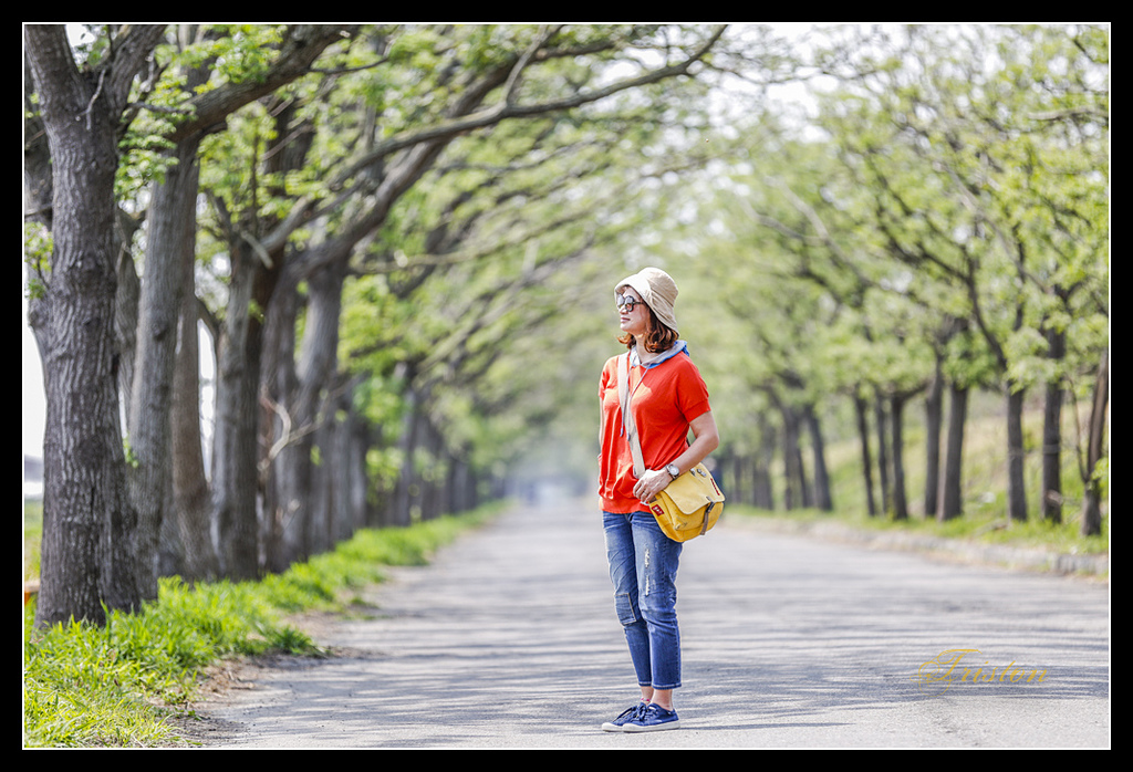 _H1A2984.jpg - 20170328 嘉義苦楝花隧道