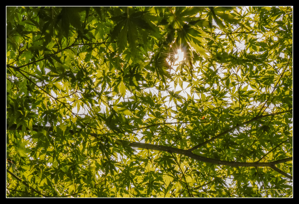 _MG_0154.jpg - 20170702 靜岡東海道之旅