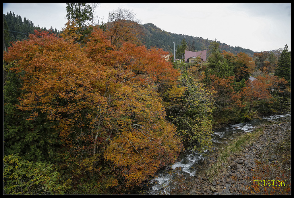_H1A0676.jpg - 20171103 日本只見線、會津若松五色沼、昭和記念公園賞紅葉