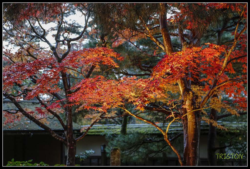 _H1A0980.jpg - 20171103 日本只見線、會津若松五色沼、昭和記念公園賞紅葉