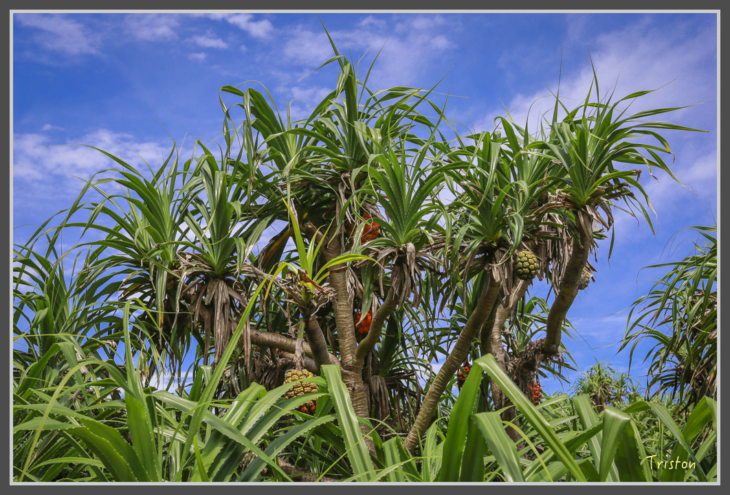 70 JH1A9783.jpg - 20160801 父子親子遊東北角