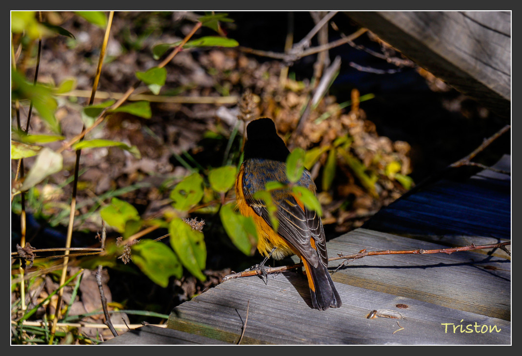 _MG_1941.jpg - 20161013 稻城亞丁