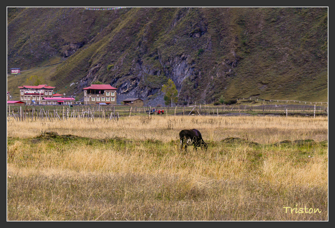 _MG_1384.jpg - 20161013 稻城亞丁