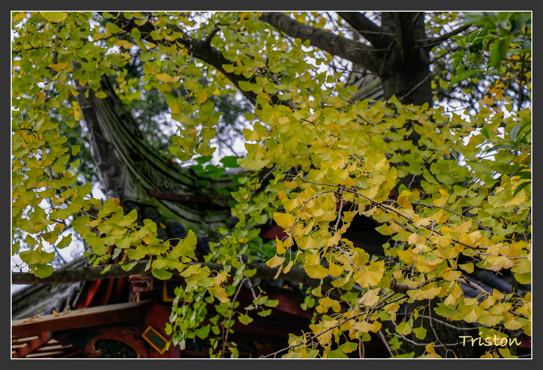 _MG_0129.jpg - 20161013 稻城亞丁