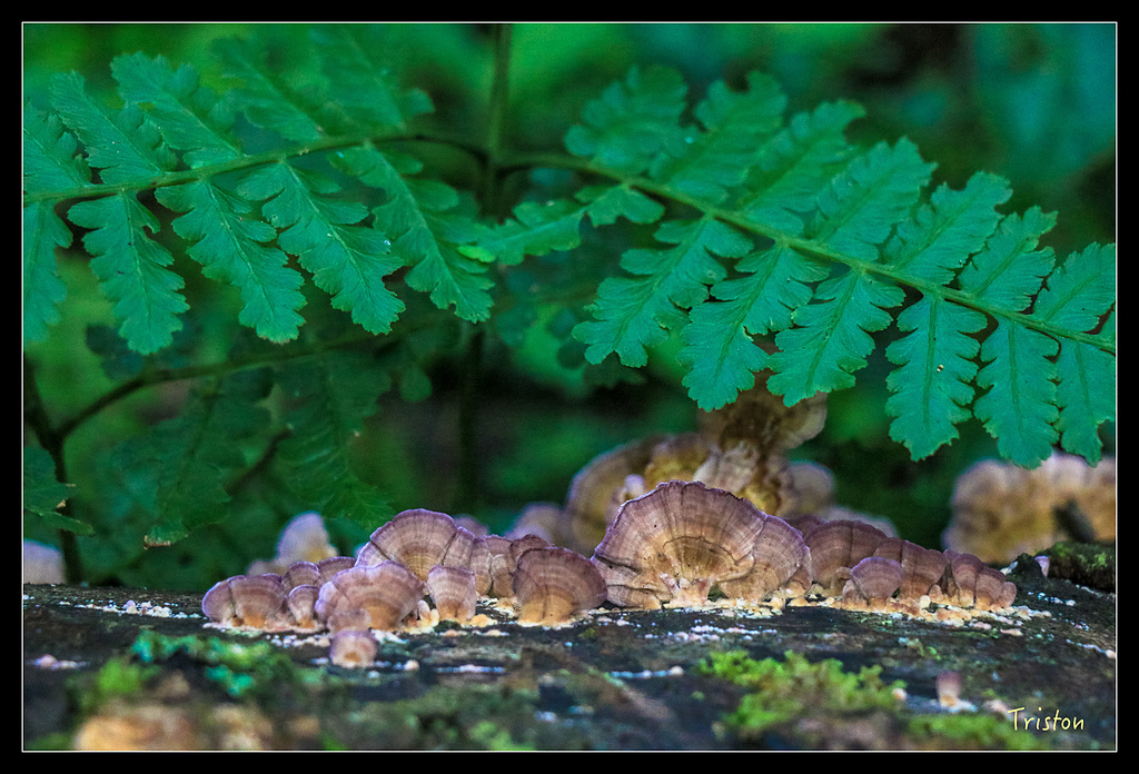 IMG_8330.jpg - 20150926 大凍山切霹靂山 抵龍雲山莊