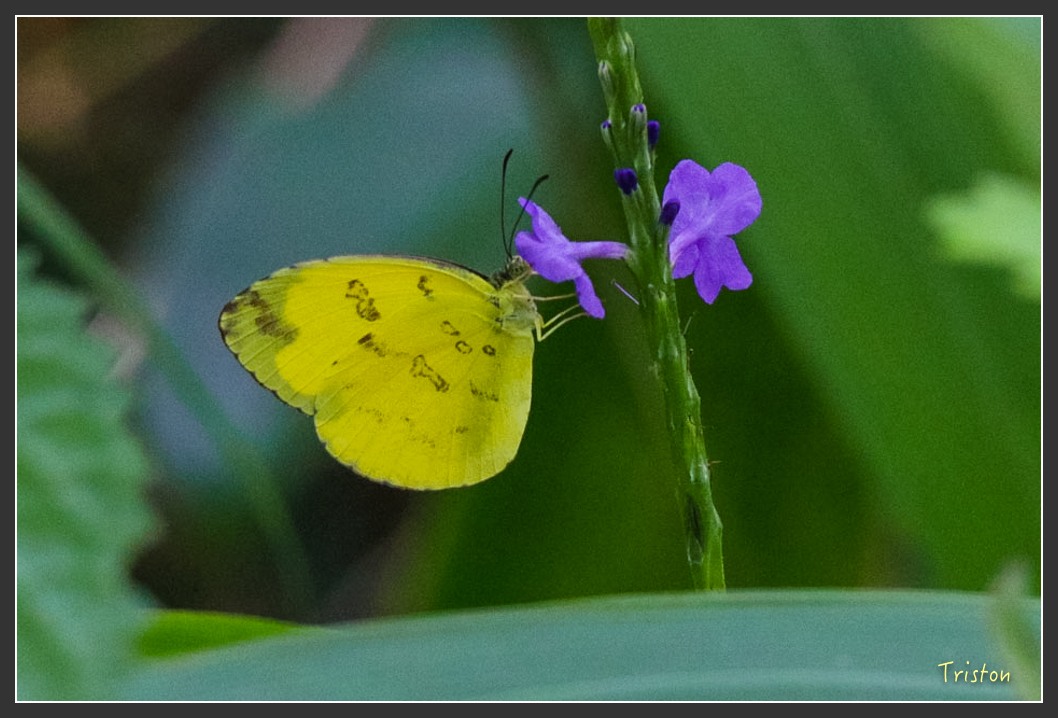 IMG_1378-2.jpg - 20160122 南仁湖、墾丁