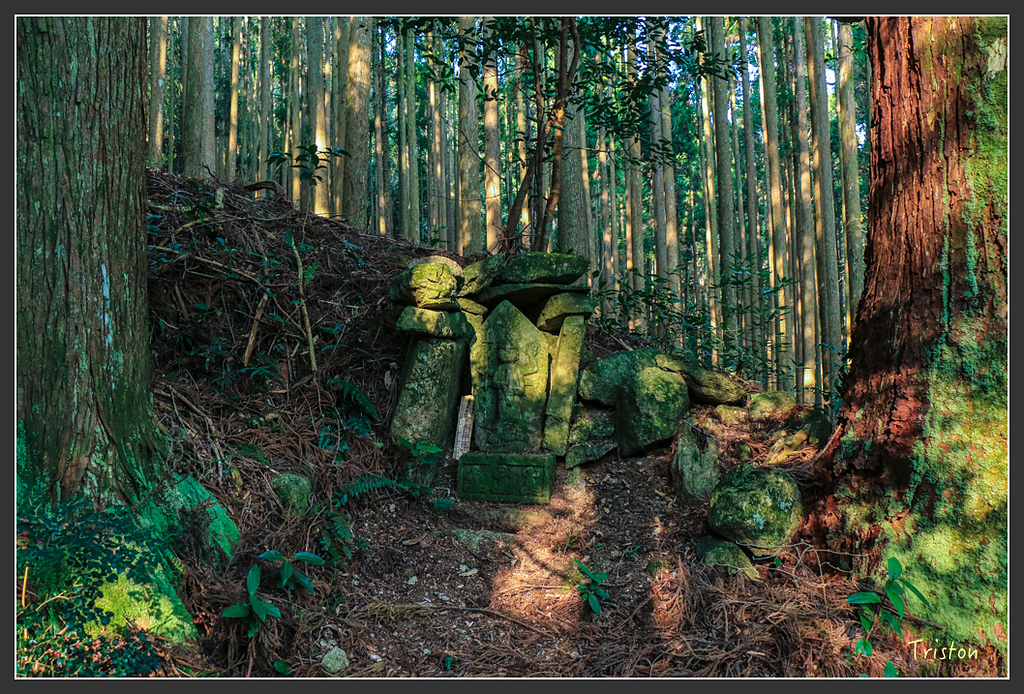 IMG_5374.jpg - 20160323 日本熊野古道健行