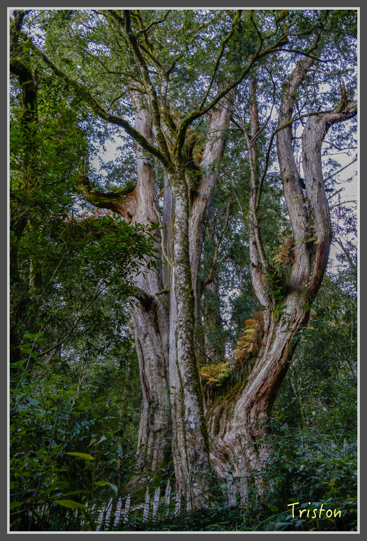 _MG_0226.jpg - 20161203 鎮西堡