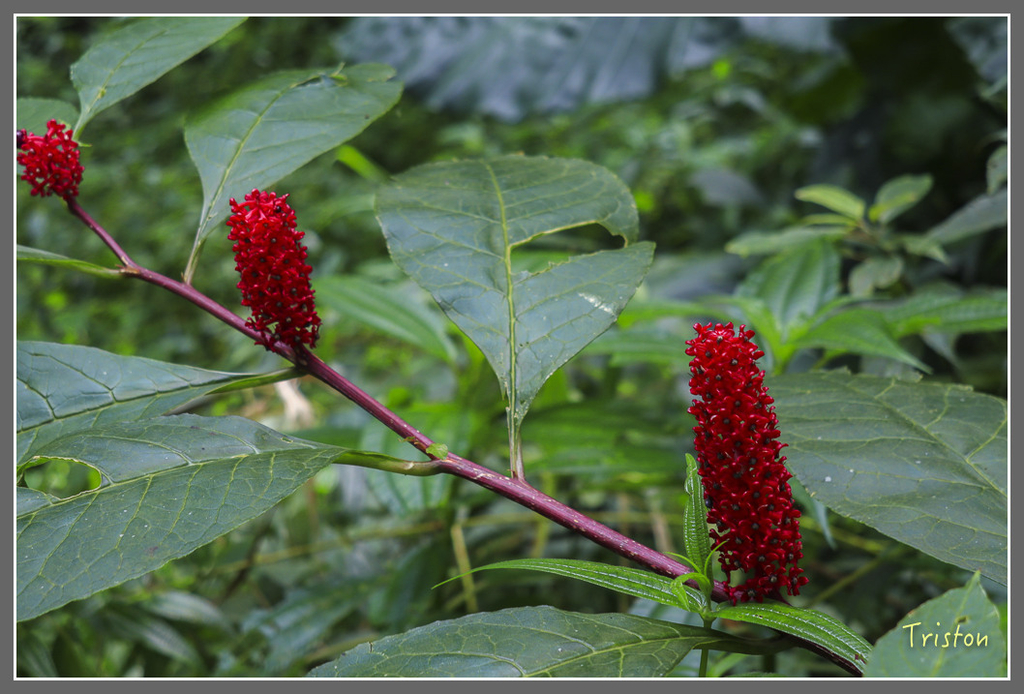 IMG_2130.jpg - 20180728 得恩亞納O形縱走